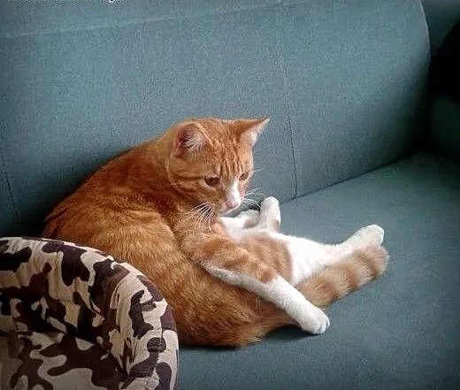 Cudem uratowany rudy Farciarz szuka domu! :), maz