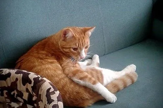 Cudem uratowany rudy Farciarz szuka domu! :),  maz