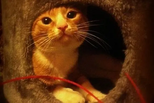 Cudem uratowany rudy Farciarz szuka domu! :),  maz