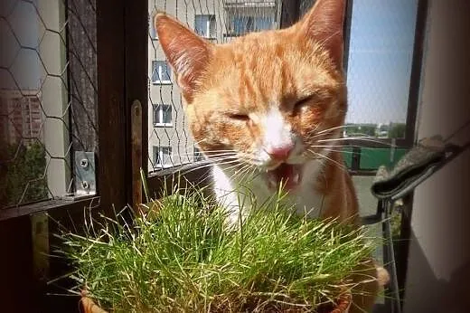 Cudem uratowany rudy Farciarz szuka domu! :),  maz