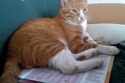 Cudem uratowany rudy Farciarz szuka domu! :),  maz