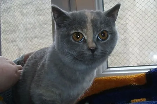 Szylkretka niebieska