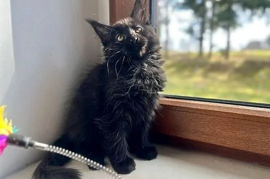 Maine Coon