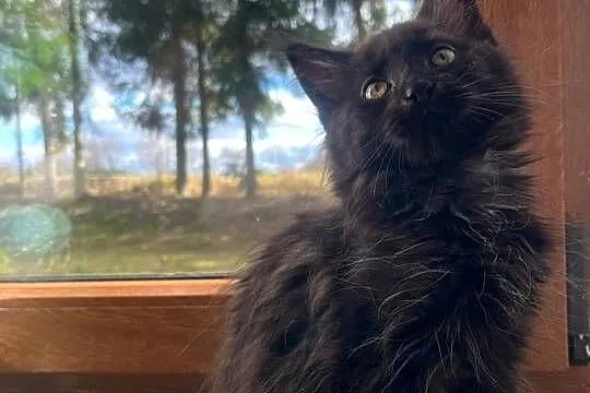 Maine Coon, Zachodniopomorskie, Sława