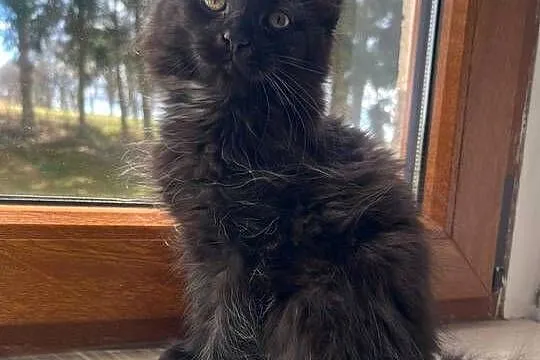 Maine Coon, Zachodniopomorskie, Sława