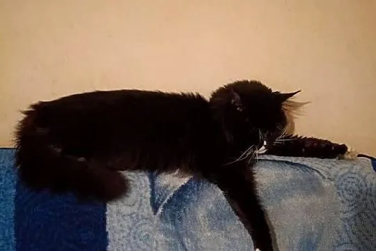 Maine Coon, Zachodniopomorskie, Sława