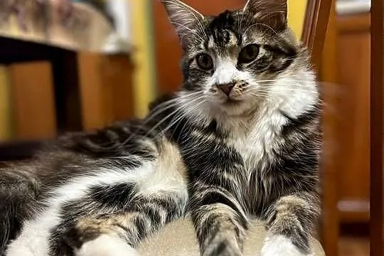 Maine Coon, Zachodniopomorskie, Sława