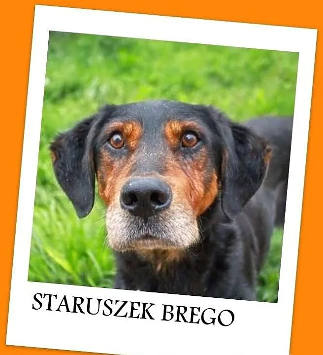 BREGO-starszy,średni piesek ma nadzieję na kochają