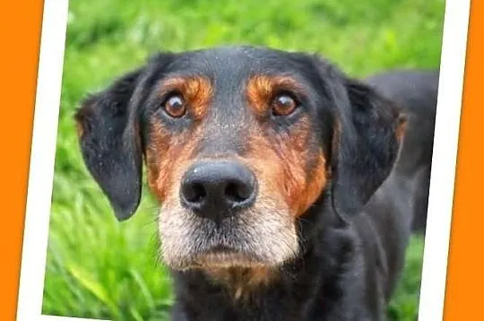 BREGO-starszy,średni piesek ma nadzieję na kochający dom.PILNA adopcja