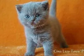 Liliowa kotka brytyjska,  mazowieckie Grójec, Grójec