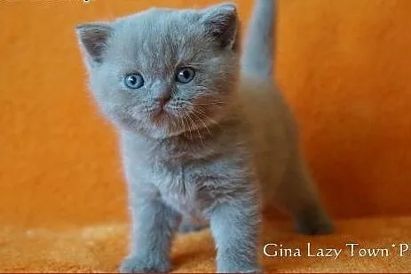 Liliowa kotka brytyjska,  mazowieckie Grójec