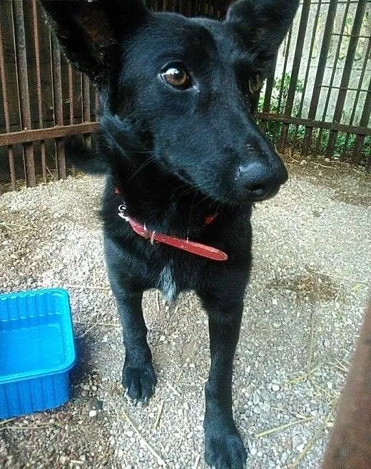 Gabi - cudowna sunia do adopcji, mazowieckie Pułt
