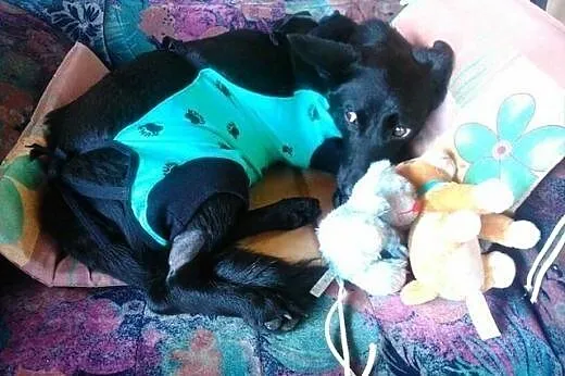 Gabi - cudowna sunia do adopcji,  mazowieckie Pułt