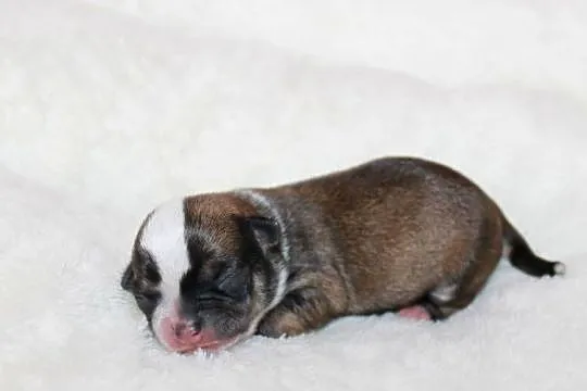 Chihuahua samiec ZKwP FCI! Prawdziwy rodowód!