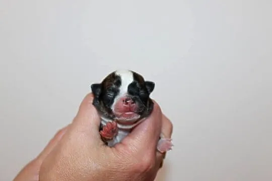 Chihuahua samiec ZKwP FCI! Prawdziwy rodowód!, Zachodniopomorskie, Świnoujście