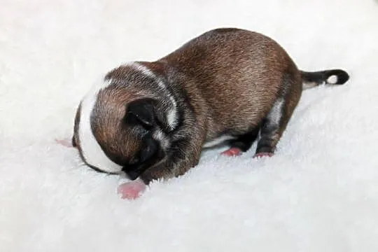 Chihuahua samiec ZKwP FCI! Prawdziwy rodowód!, Zachodniopomorskie, Świnoujście