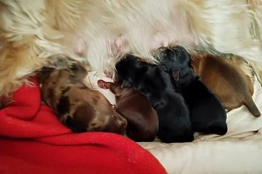 yorkshire terrier - DO REZERWACJI