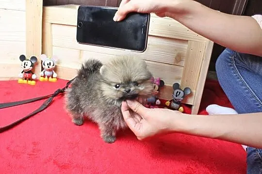 Pomeranian puppies to offer