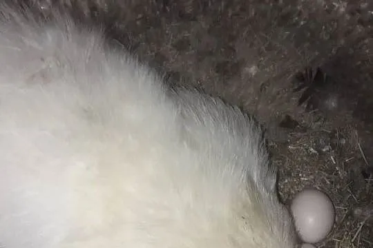 Kura Silka wysiadująca jajka kwoka