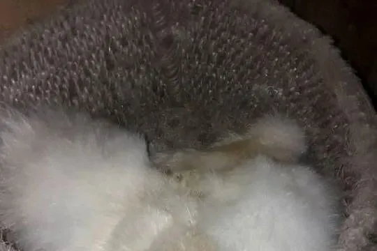 Kura Silka wysiadująca jajka kwoka, Małopolskie, Żarnówka