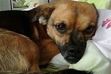 Dwa malutkie, bezkonfliktowe i grzeczne psy, Belmo