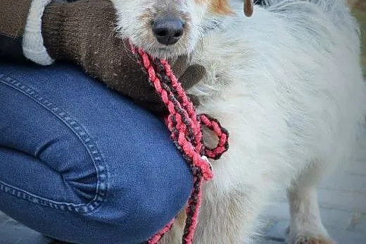 Julian mały-cała miłość i wierność w jego oczach do adopcji,  pomorskie Gdańsk
