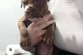 Słodkie szczeniaki szukają kochających domów- pitbull