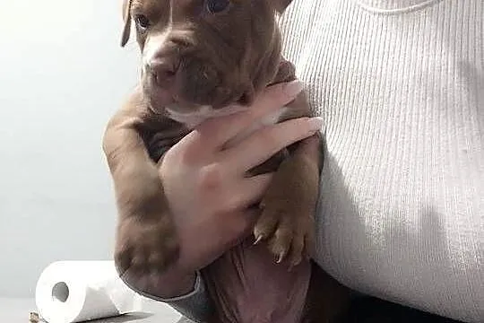 Słodkie szczeniaki szukają kochających domów- pitbull, Kujawsko-pomorskie, Zawały
