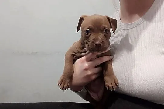 Słodkie szczeniaki szukają kochających domów- pitbull, Kujawsko-pomorskie, Zawały