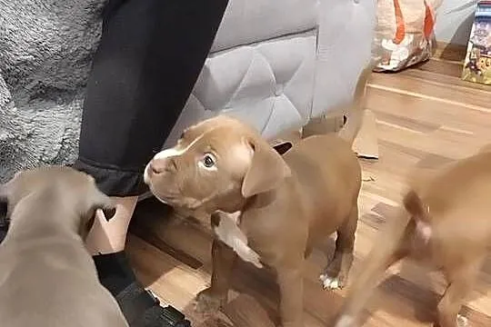 Słodkie szczeniaki szukają kochających domów- pitbull, Kujawsko-pomorskie, Zawały