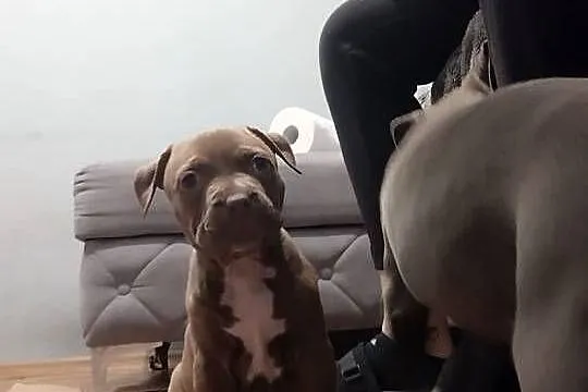 Słodkie szczeniaki szukają kochających domów- pitbull, Kujawsko-pomorskie, Zawały