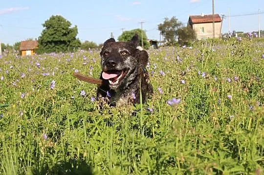 Burbon - fajny mix wyżła szuka domu
