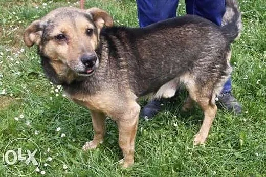 Pies kumpel do adopcji,  małopolskie Kraków