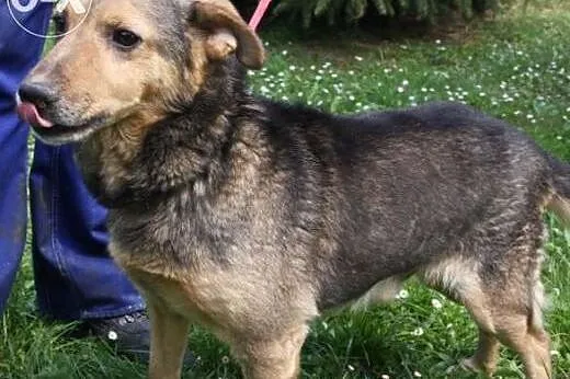 Pies kumpel do adopcji,  małopolskie Kraków