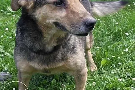 Pies kumpel do adopcji,  małopolskie Kraków