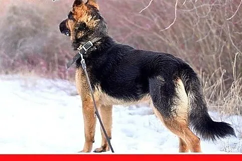 LUGAR,owczarek niem. mix,aktywny,przyjazny,łagodny