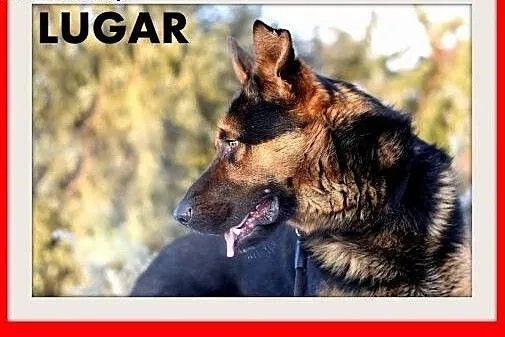 LUGAR,owczarek niem. mix,aktywny,przyjazny,łagodny