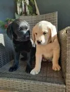 Piękne szczenięta rasy labrador retriever – samce i suczki – szukają nowych domów.