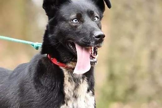 Przyjazna Negra - mieswzaniec-czeka na dom,  Kunde