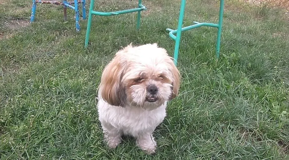 Reproduktor Shi Tzu (krycie)
