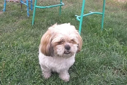 Reproduktor Shi Tzu (krycie)