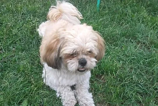 Reproduktor Shi Tzu (krycie)