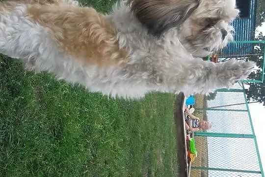 Reproduktor Shi Tzu (krycie)