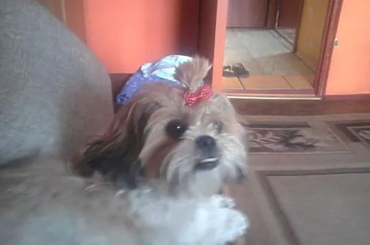 Reproduktor Shi Tzu (krycie)