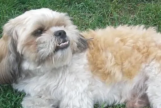 Reproduktor Shi Tzu (krycie)