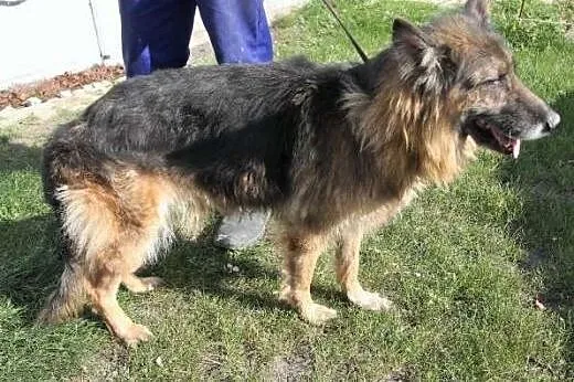 Suczka w typie owczarka niemieckiego szuka domu,  