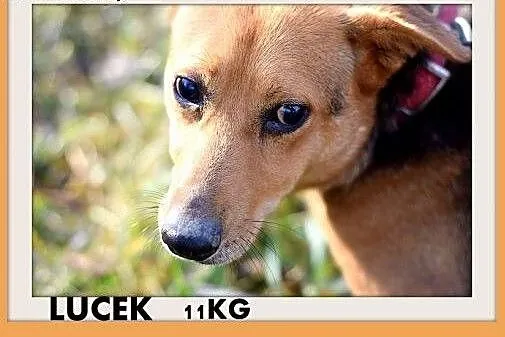 LUCEK,10kg,łagodny,spokojny piesek.ADOPCJA,  dolnośląskie Wrocław