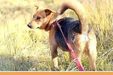 LUCEK,10kg,łagodny,spokojny piesek.ADOPCJA,  dolno