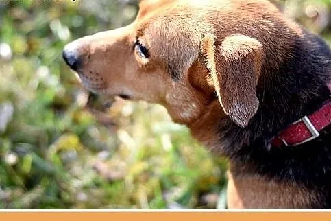 LUCEK,10kg,łagodny,spokojny piesek.ADOPCJA,  dolno