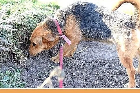 LUCEK,10kg,łagodny,spokojny piesek.ADOPCJA,  dolno